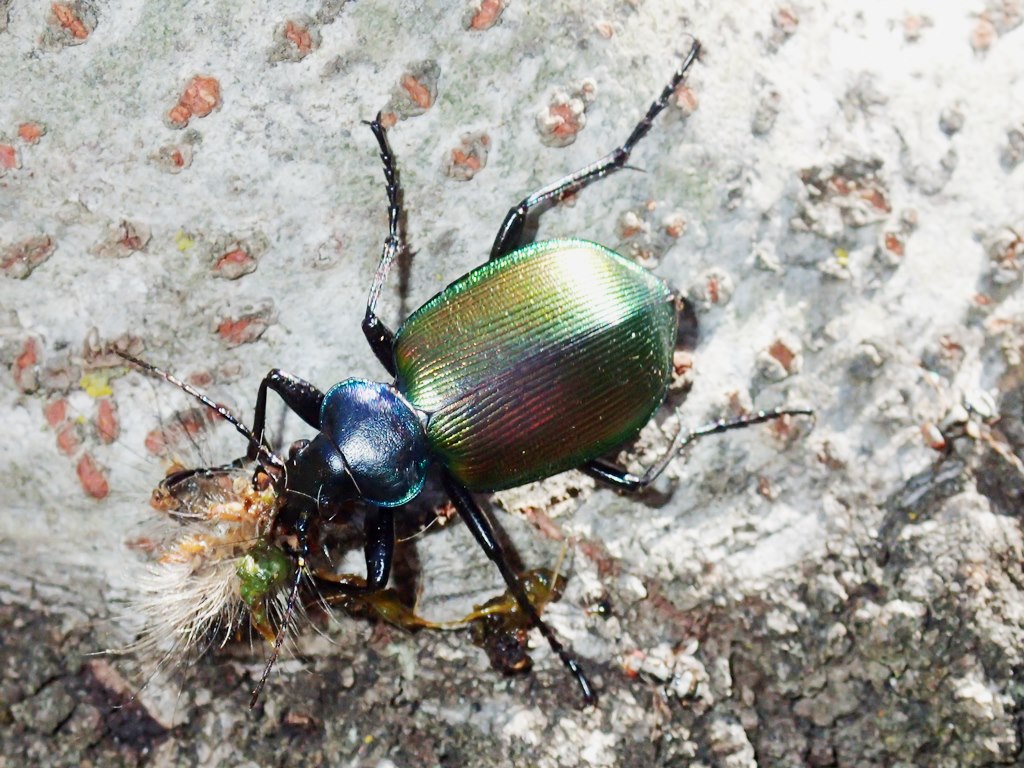 Gnam...fece il Calosoma sycophanta (Carabidae)